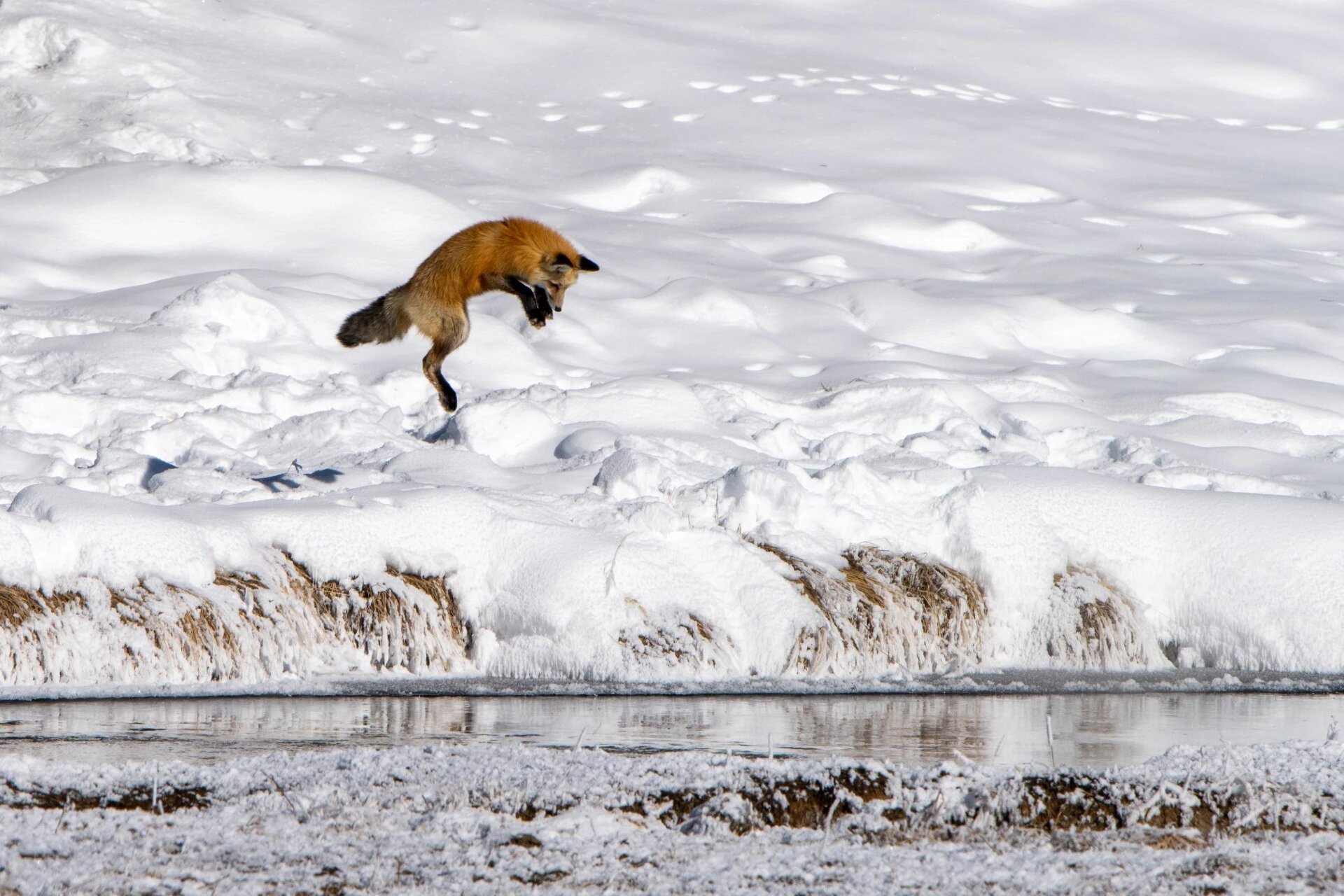 Red fox, Yellowstone
